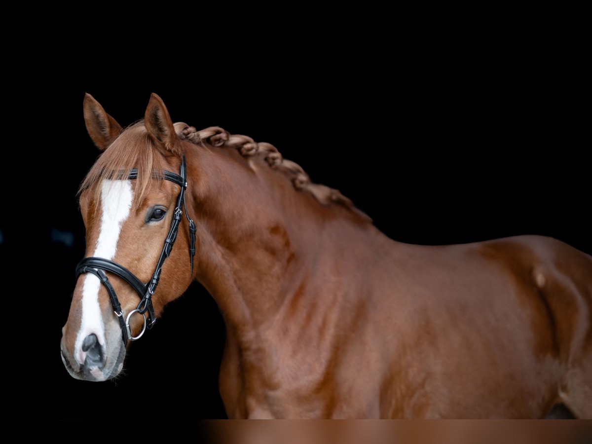 Trakehner Wallach 5 Jahre 174 cm Fuchs in Lechbruck