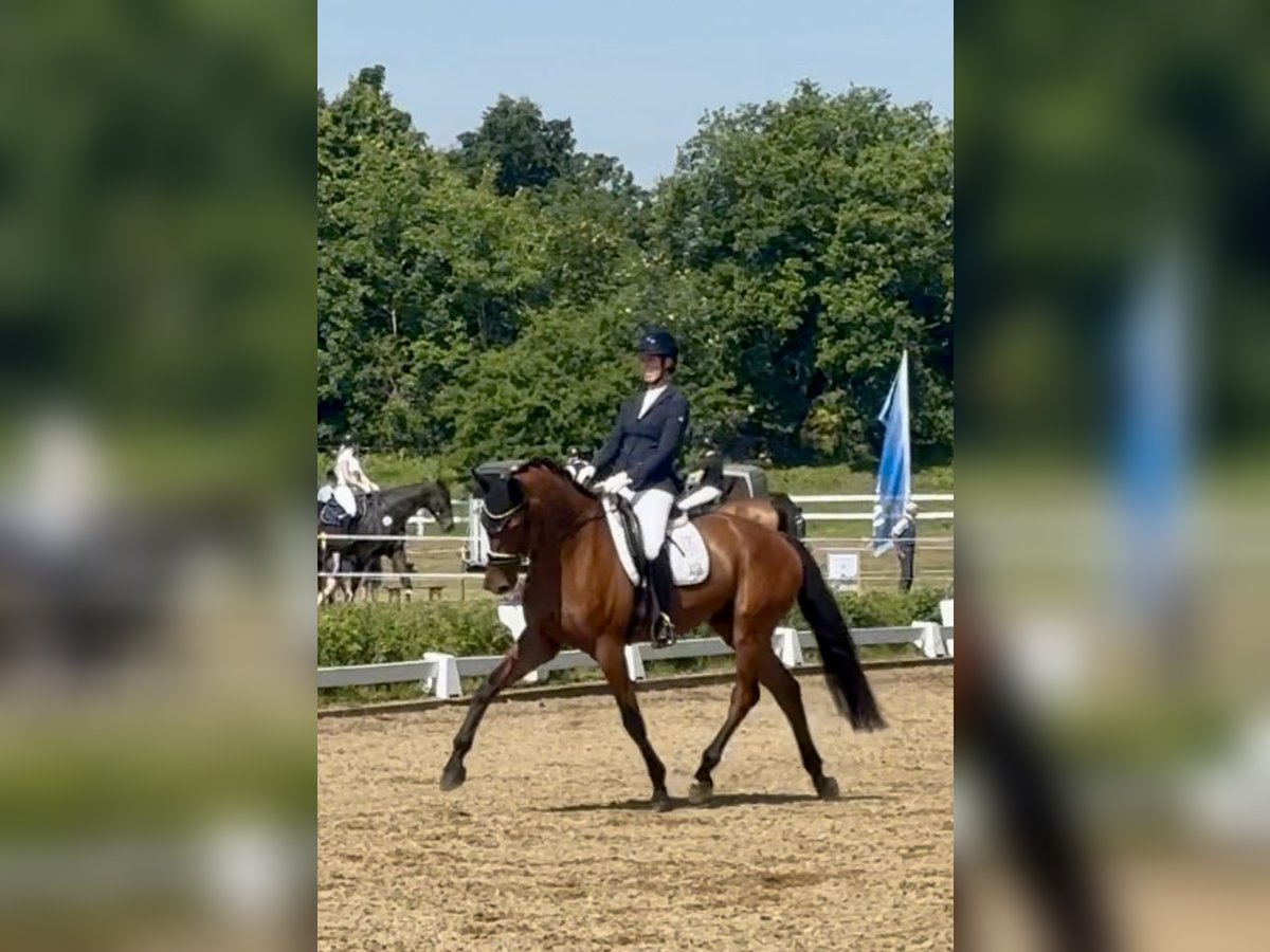 Trakehner Wallach 5 Jahre 175 cm Brauner in Padenstedt