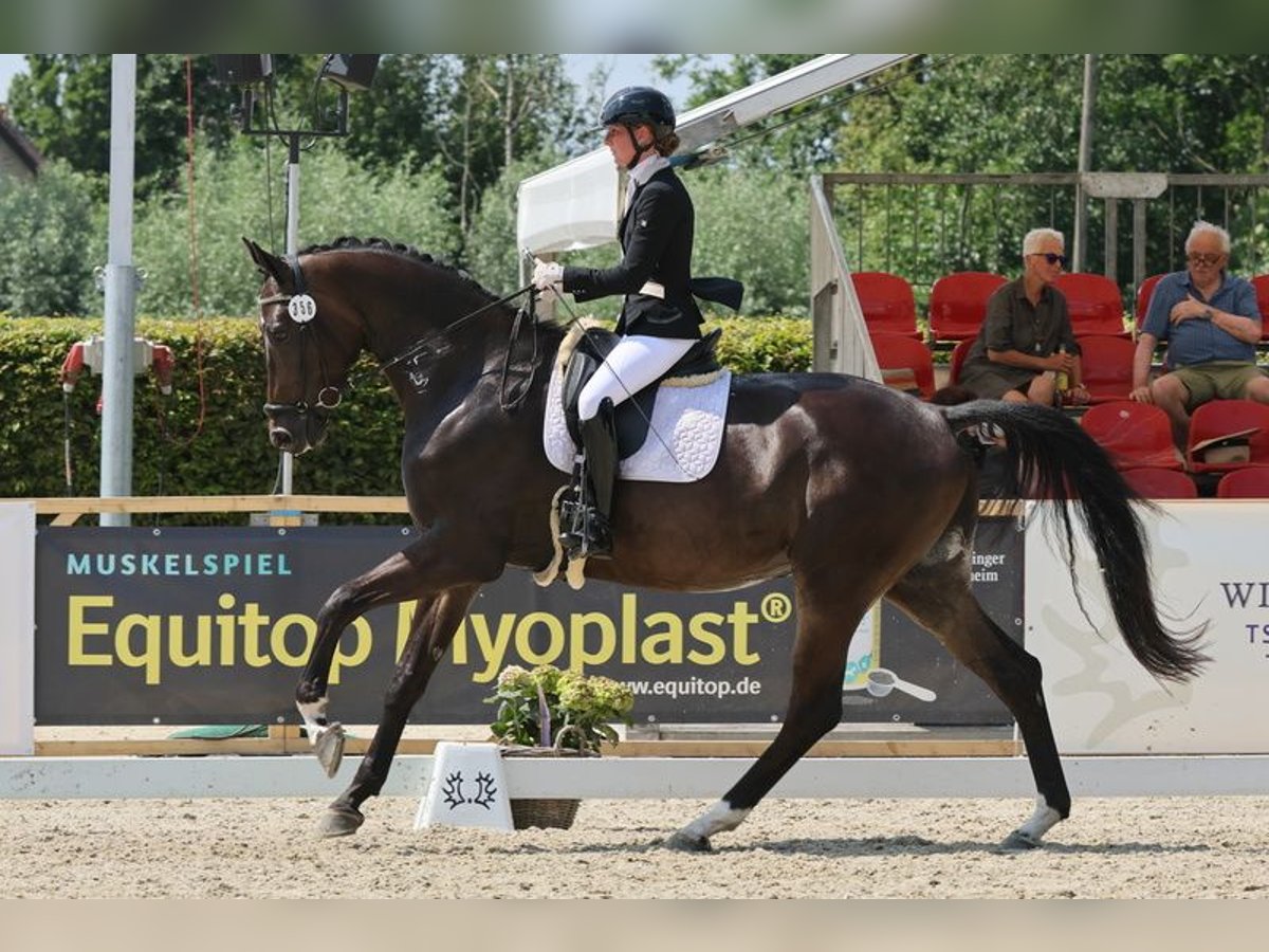 Trakehner Wallach 5 Jahre 178 cm Dunkelbrauner in Liessel