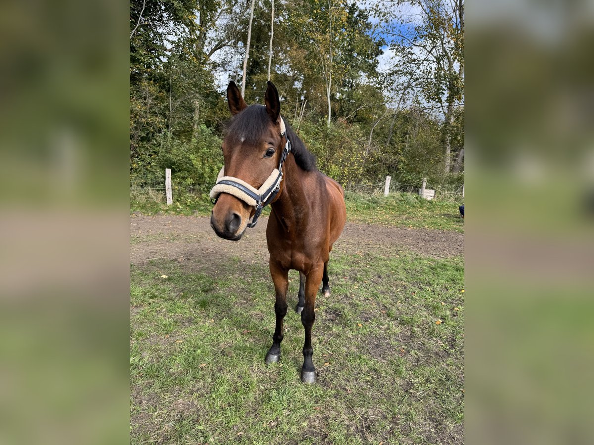 Trakehner Wallach 6 Jahre 163 cm Brauner in Neum&#xFC;nster