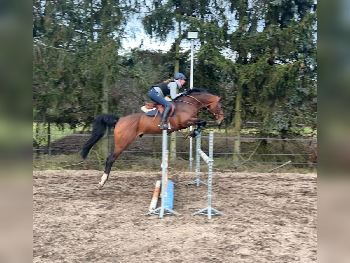 Trakehner Wallach 6 Jahre 167 cm Brauner in Pritzwalk