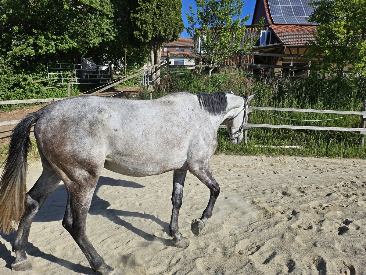 Trakehner Wallach 6 Jahre 169 cm Apfelschimmel in Ellwangen (Jagst)