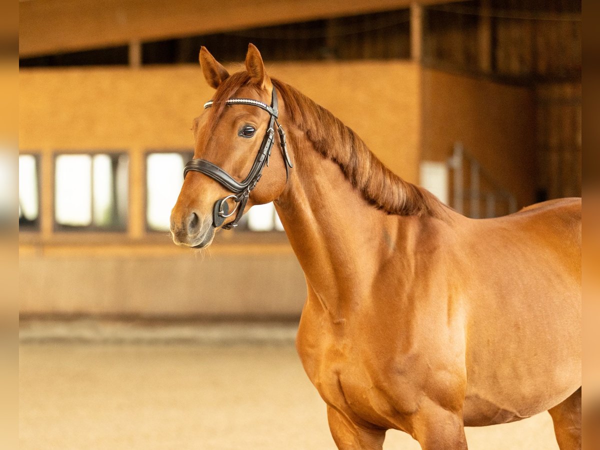 Trakehner Wallach 7 Jahre 164 cm Fuchs in Wurmberg