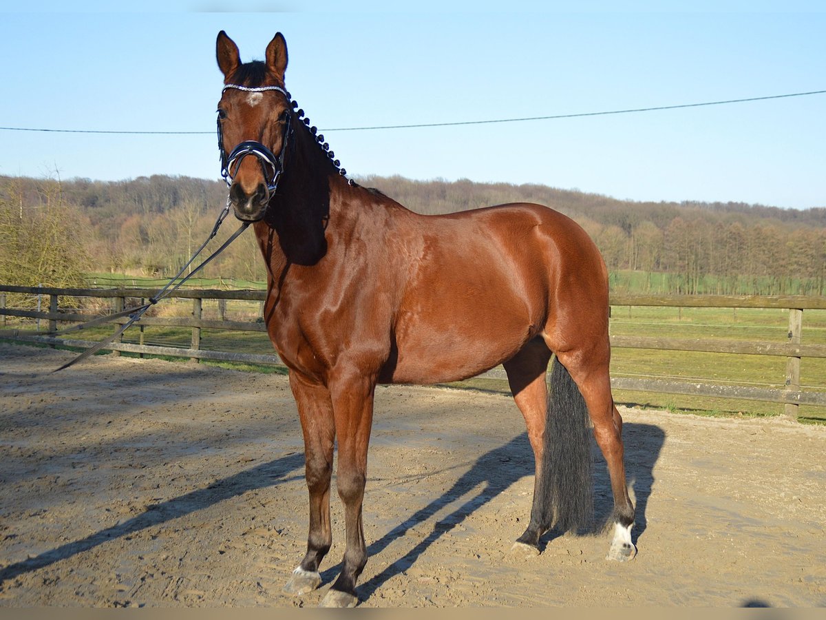 Trakehner Wallach 7 Jahre 165 cm Brauner in Wadersloh