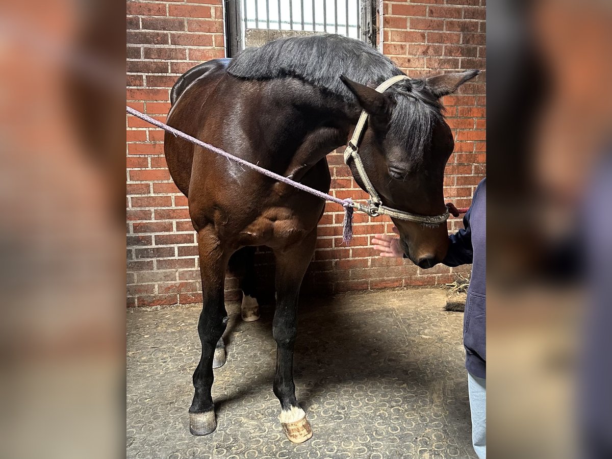 Trakehner Wallach 7 Jahre 165 cm Dunkelbrauner in L&#xF6;hnberger H&#xFC;tte