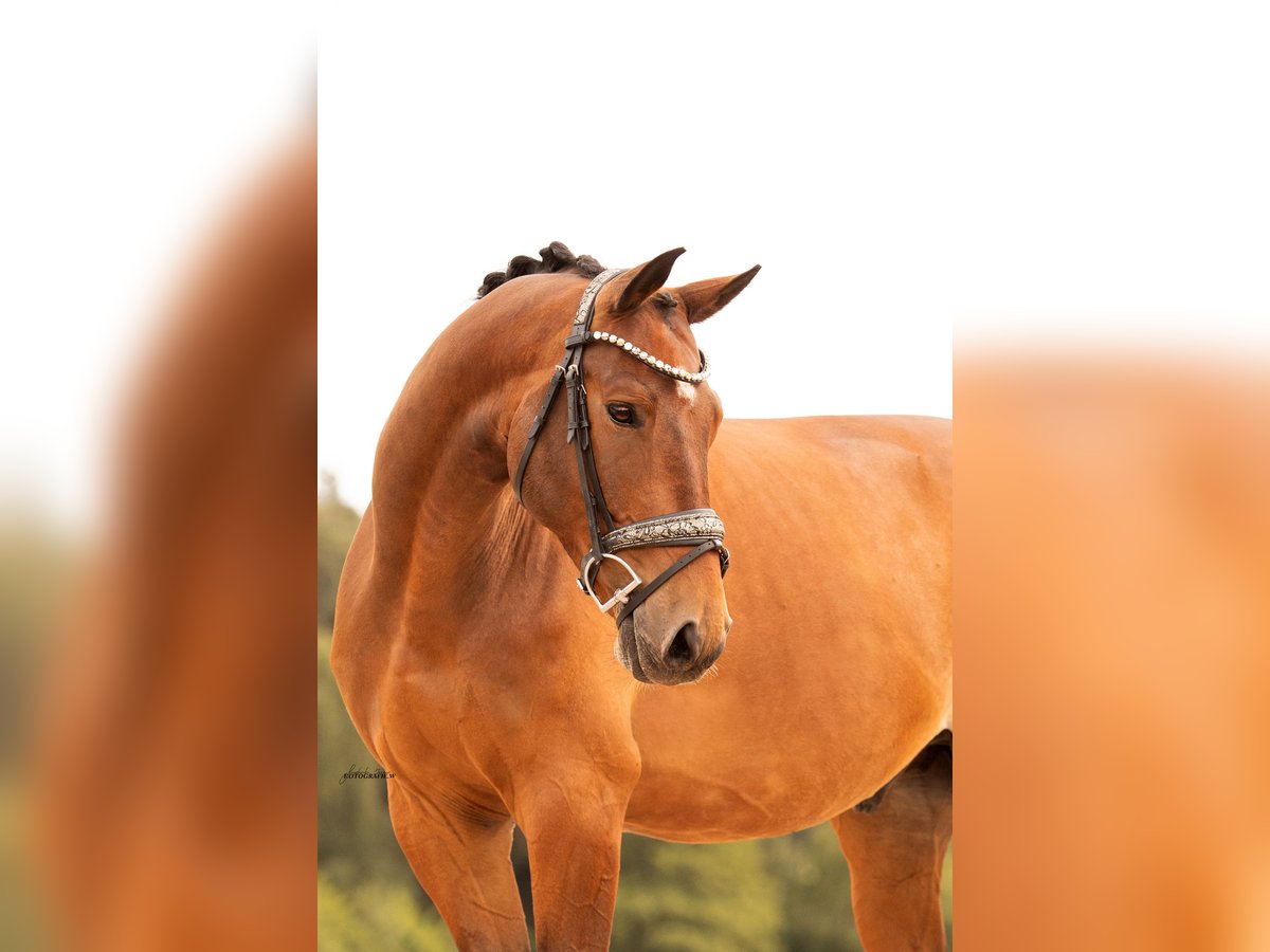 Trakehner Wallach 7 Jahre 168 cm Brauner in Ansbach