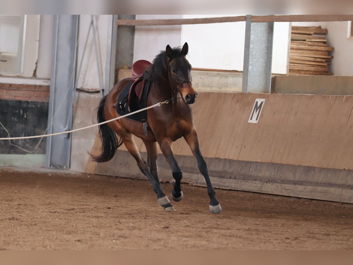 Trakehner Wallach 7 Jahre 168 cm Dunkelbrauner in Rheinfelden