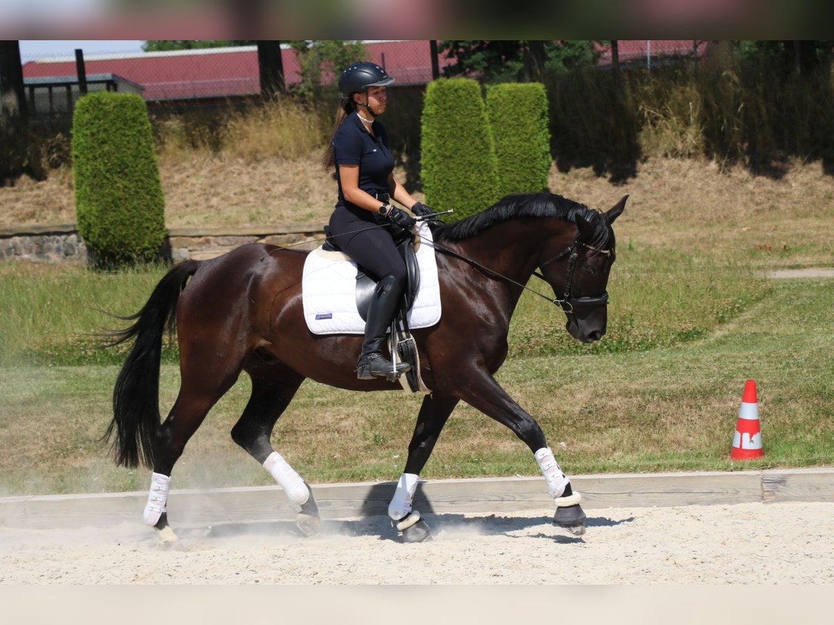 Trakehner Wallach 7 Jahre 170 cm Schwarzbrauner in R&#xF6;hrsdorf