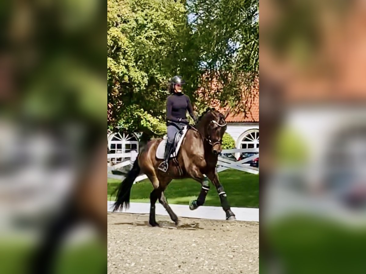 Trakehner Wallach 7 Jahre 174 cm Schwarzbrauner in Berlin