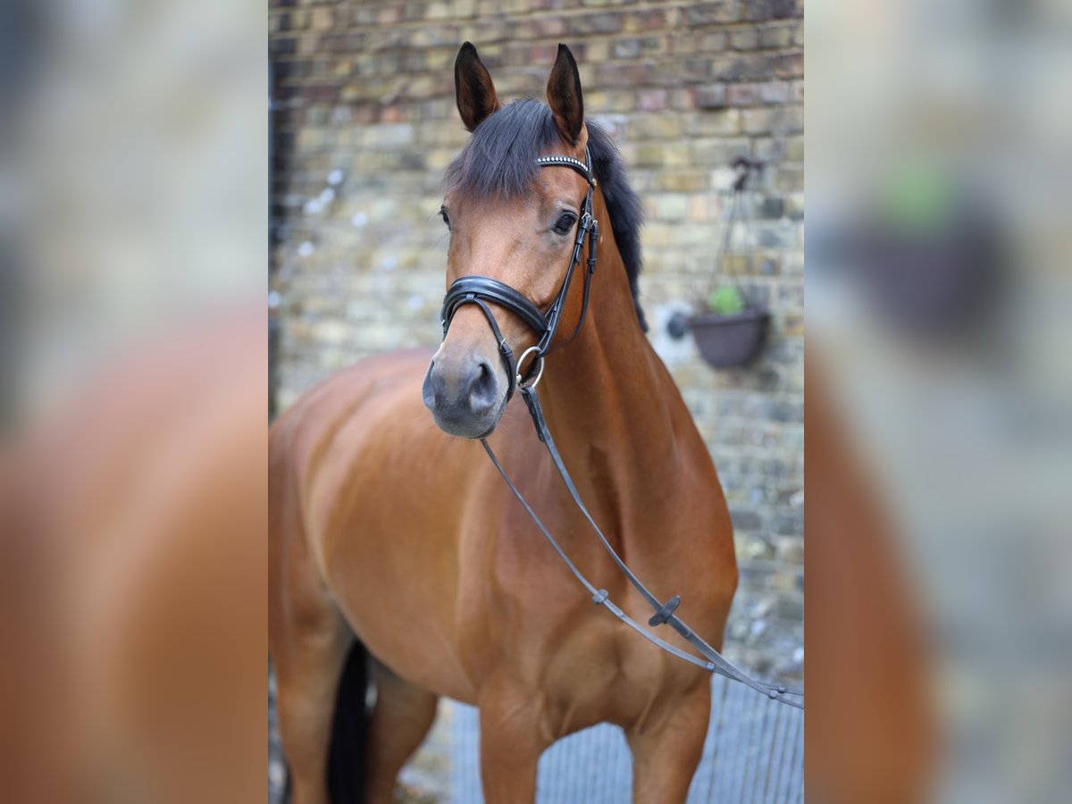 Trakehner Wallach 7 Jahre 177 cm Brauner in Hamm