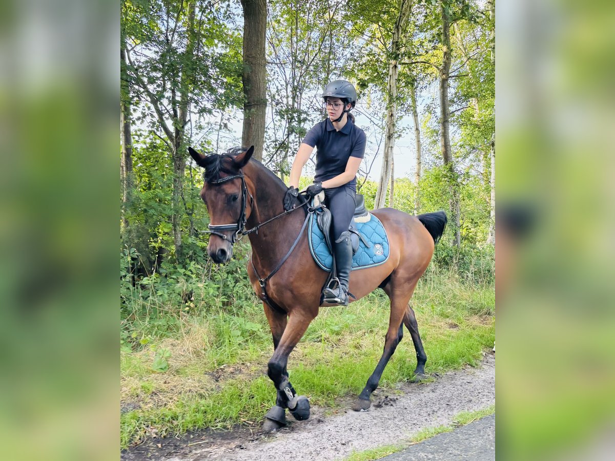 Trakehner, Wallach in Sottrum