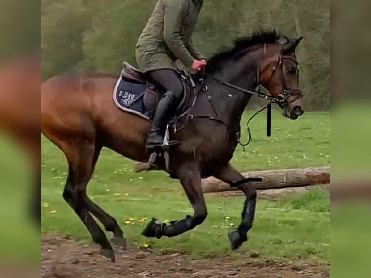 Trakehner Wallach 8 Jahre 165 cm Dunkelbrauner in Neitersen