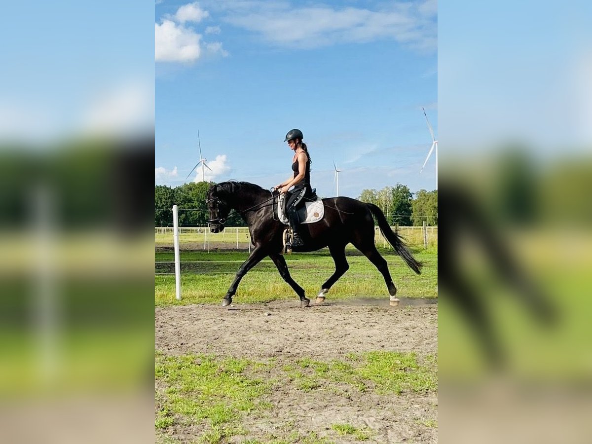 Trakehner Wallach 8 Jahre 165 cm Rappe in Ehra-Lessien
