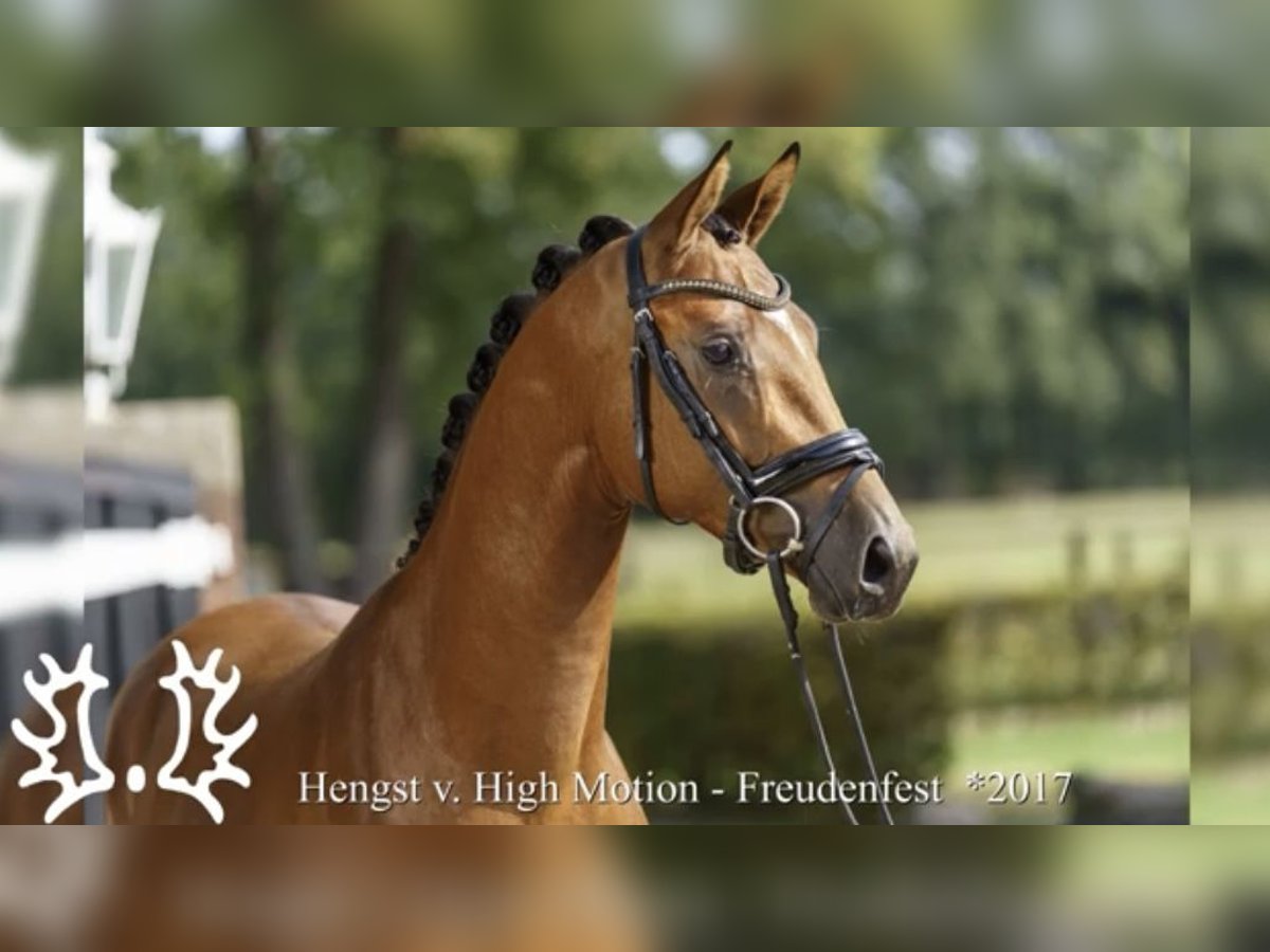 Trakehner Wallach 8 Jahre 167 cm Brauner in Schiffdorf