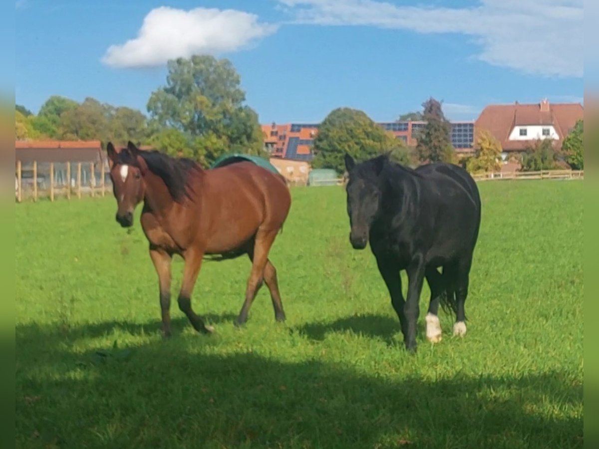 Trakehner Wallach 8 Jahre 168 cm Brauner in Immenhausen