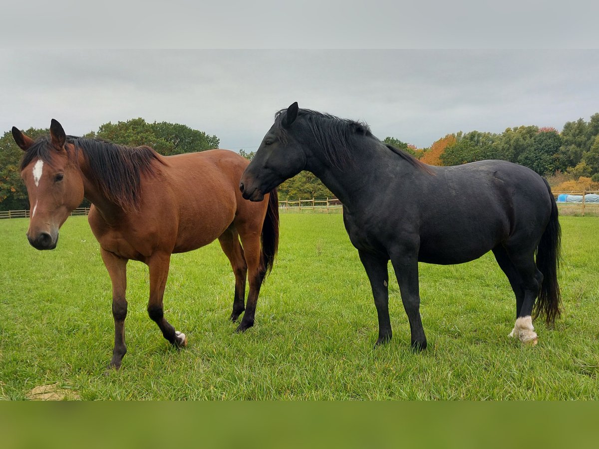 Trakehner Wallach 8 Jahre 168 cm Brauner in Immenhausen