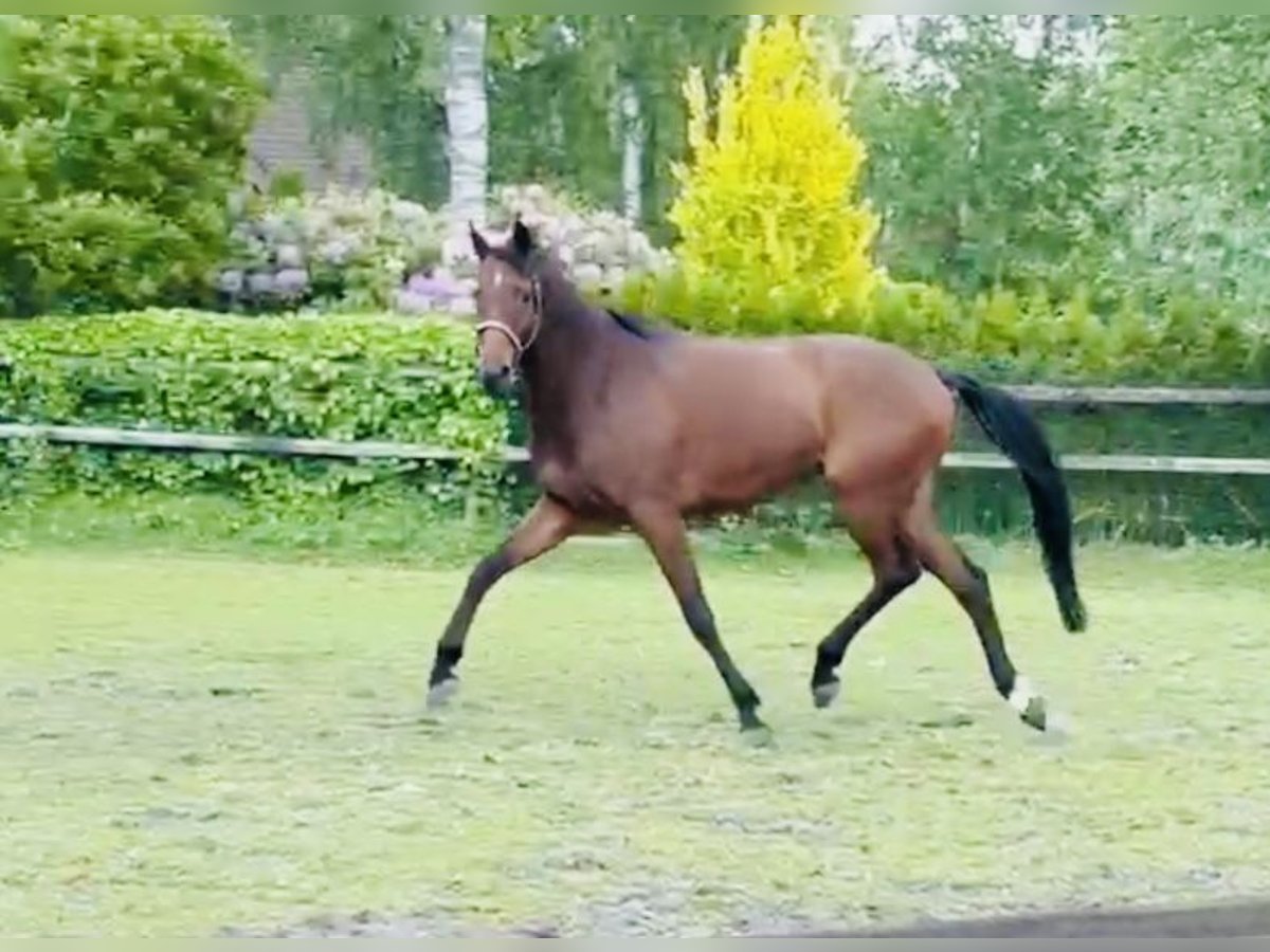 Trakehner Wallach 9 Jahre 168 cm Brauner in Sottrz