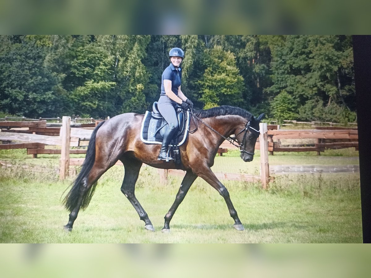 Trakehner Wallach 9 Jahre 170 cm in Langenhagen