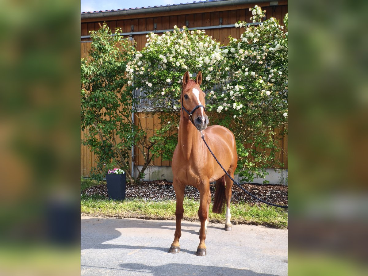 Trakehner Wallach 9 Jahre 170 cm Fuchs in Wilhermsdorf
