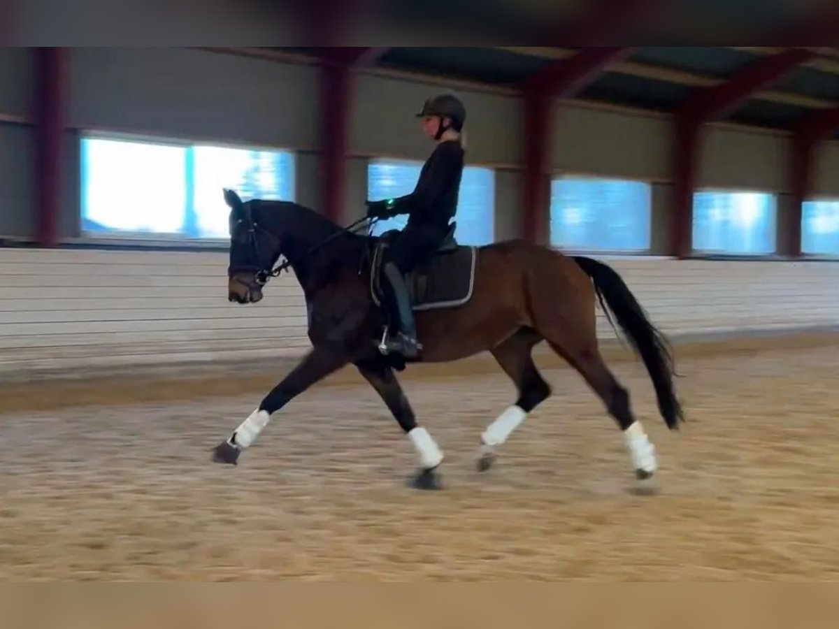 Trakehner Yegua 10 años 167 cm Castaño in J&#xE6;gerspris