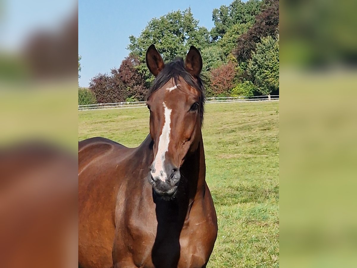 Trakehner Yegua 15 años 168 cm Castaño in Bosau