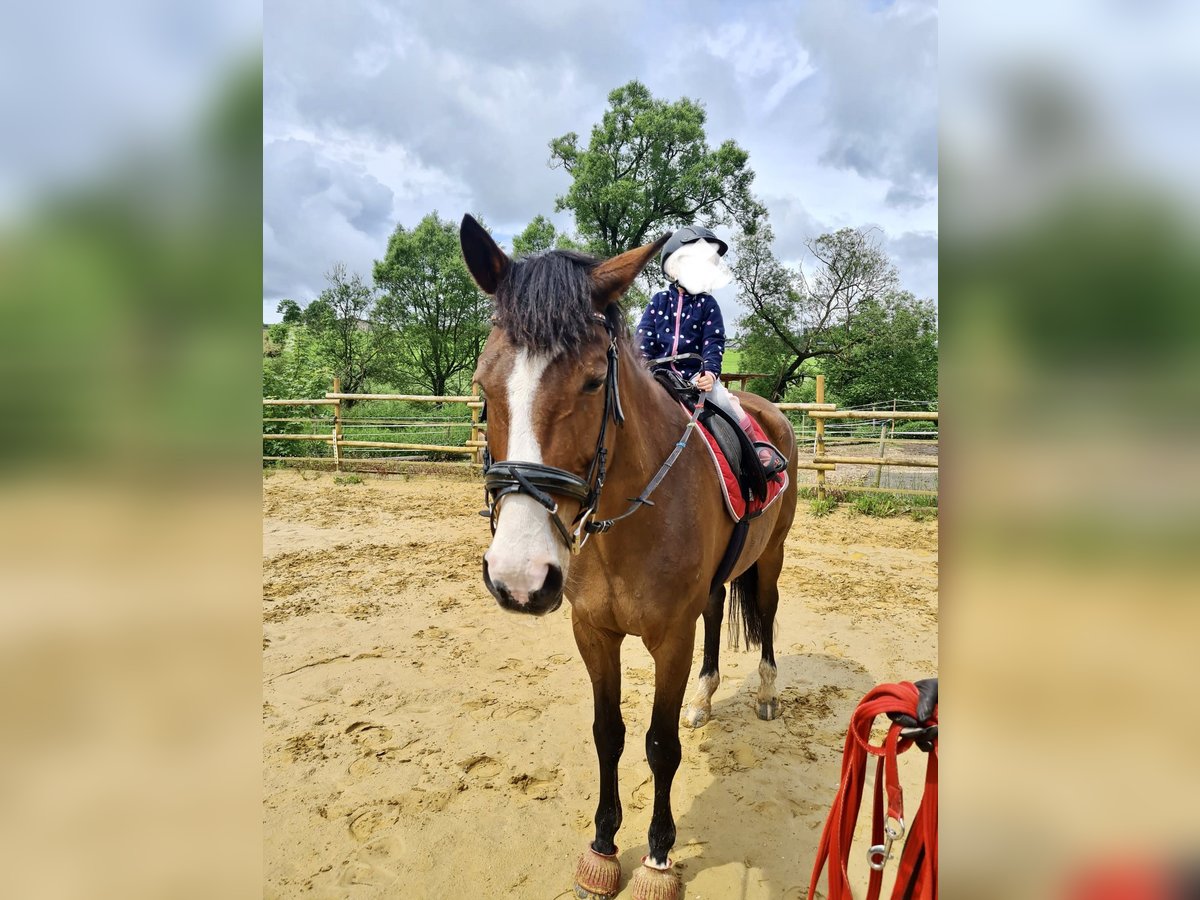 Trakehner Yegua 19 años 165 cm Castaño in Bleialf