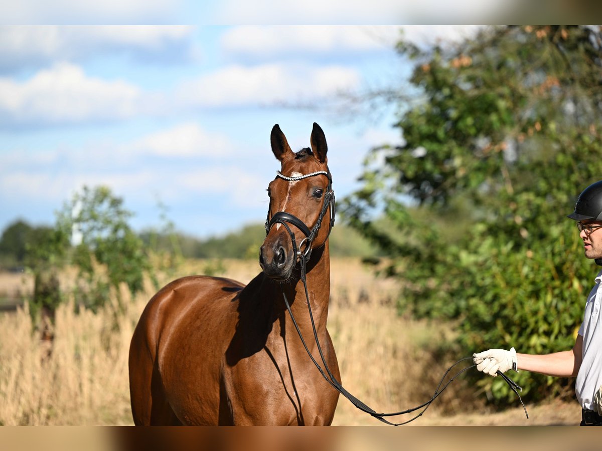 Trakehner Yegua 2 años 164 cm Castaño in Bismarck