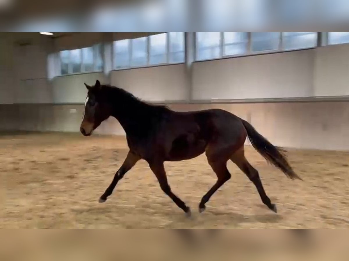 Trakehner Yegua 2 años 166 cm Castaño oscuro in Alzenau in Unterfranken
