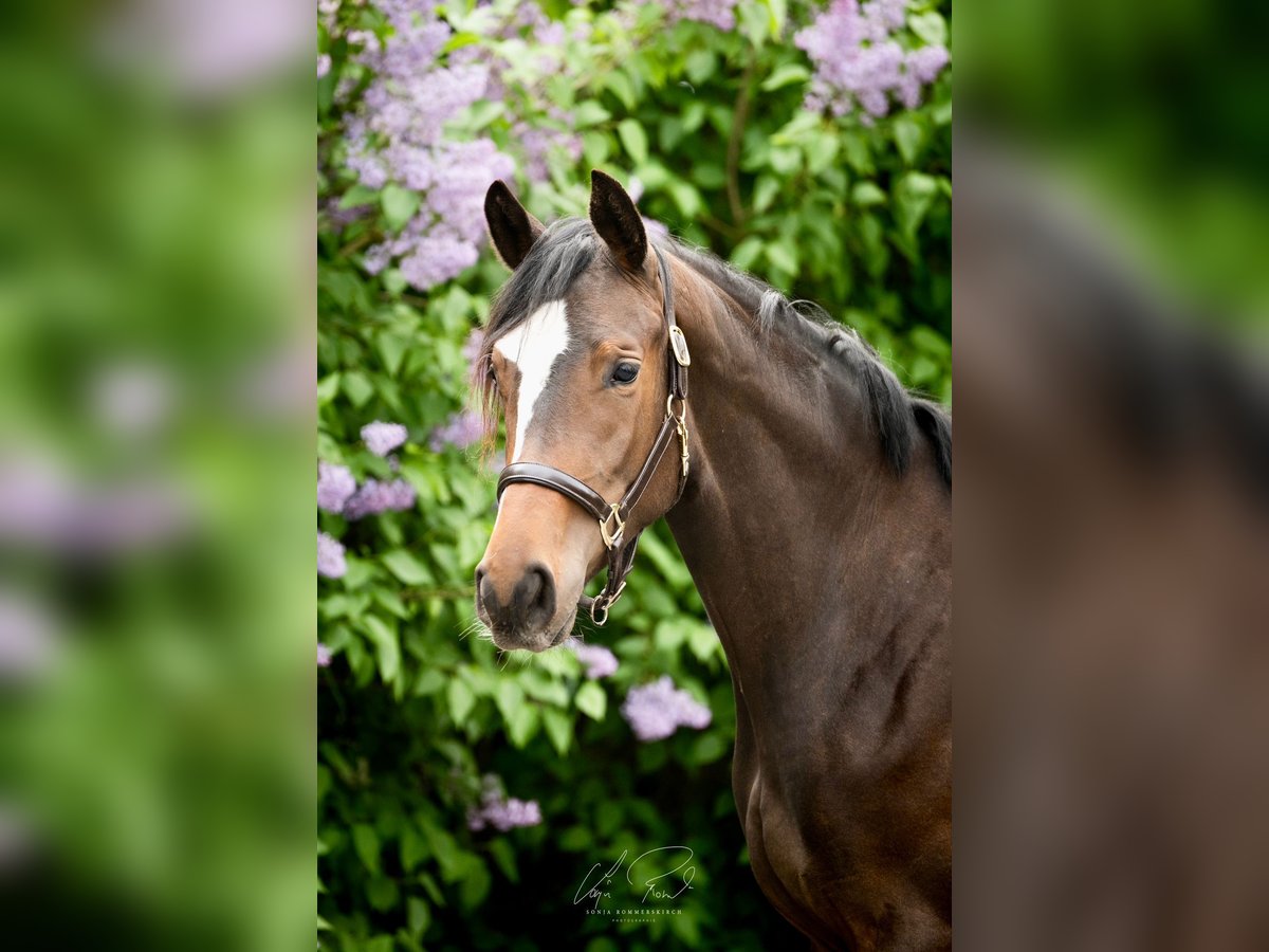Trakehner Yegua 2 años 170 cm Castaño oscuro in Wenningstedt