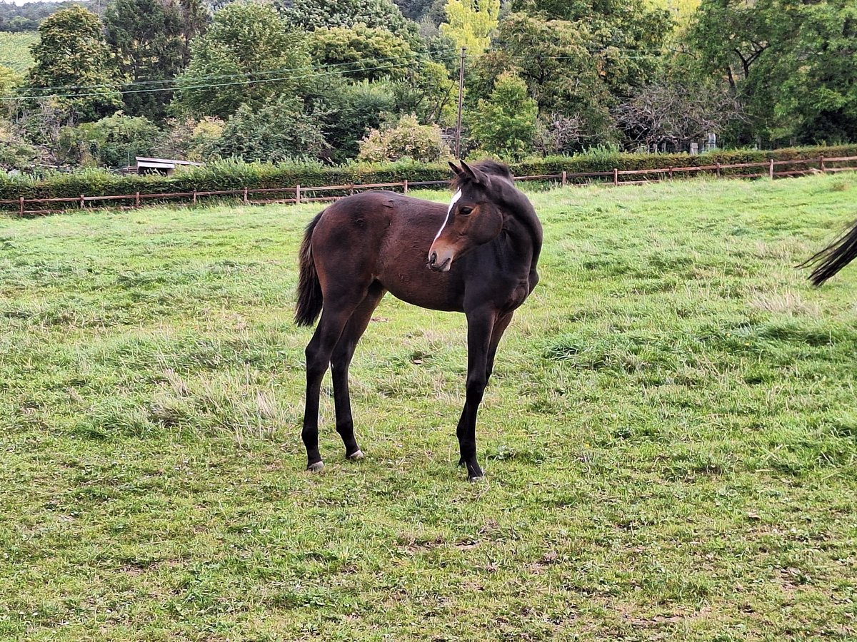 Trakehner Yegua 2 años Castaño oscuro in Alzenau in Unterfranken