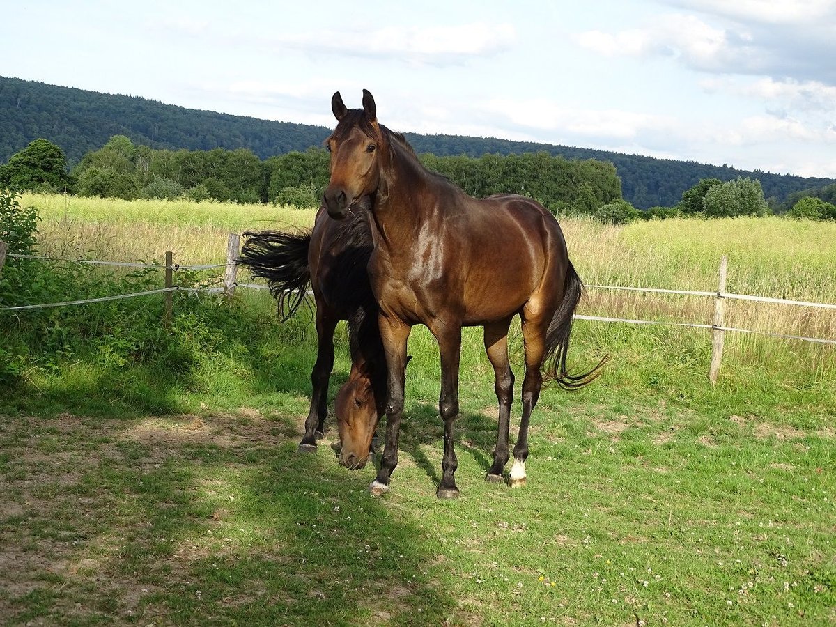 Trakehner Yegua 3 años 160 cm Castaño in Fuldatal