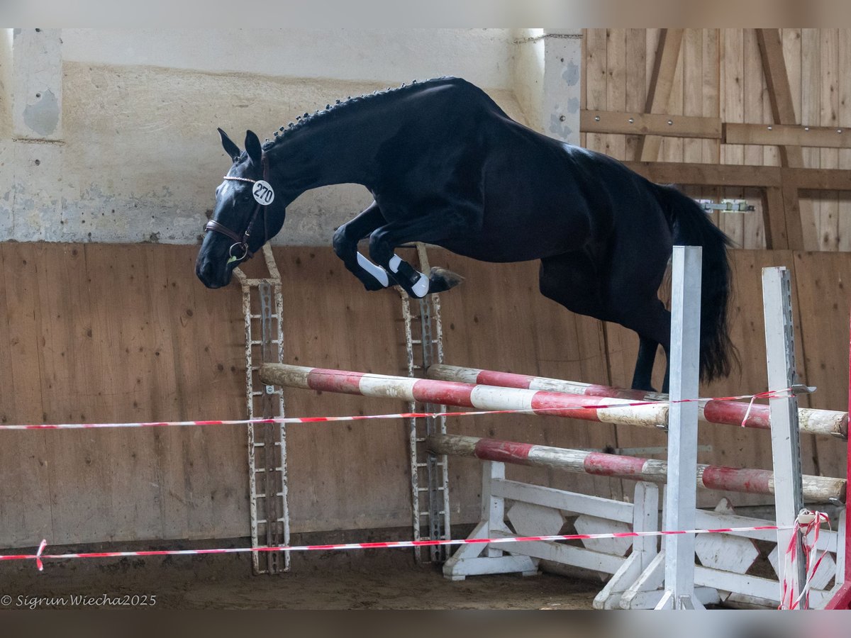 Trakehner Yegua 3 años 162 cm Morcillo in Warlitz
