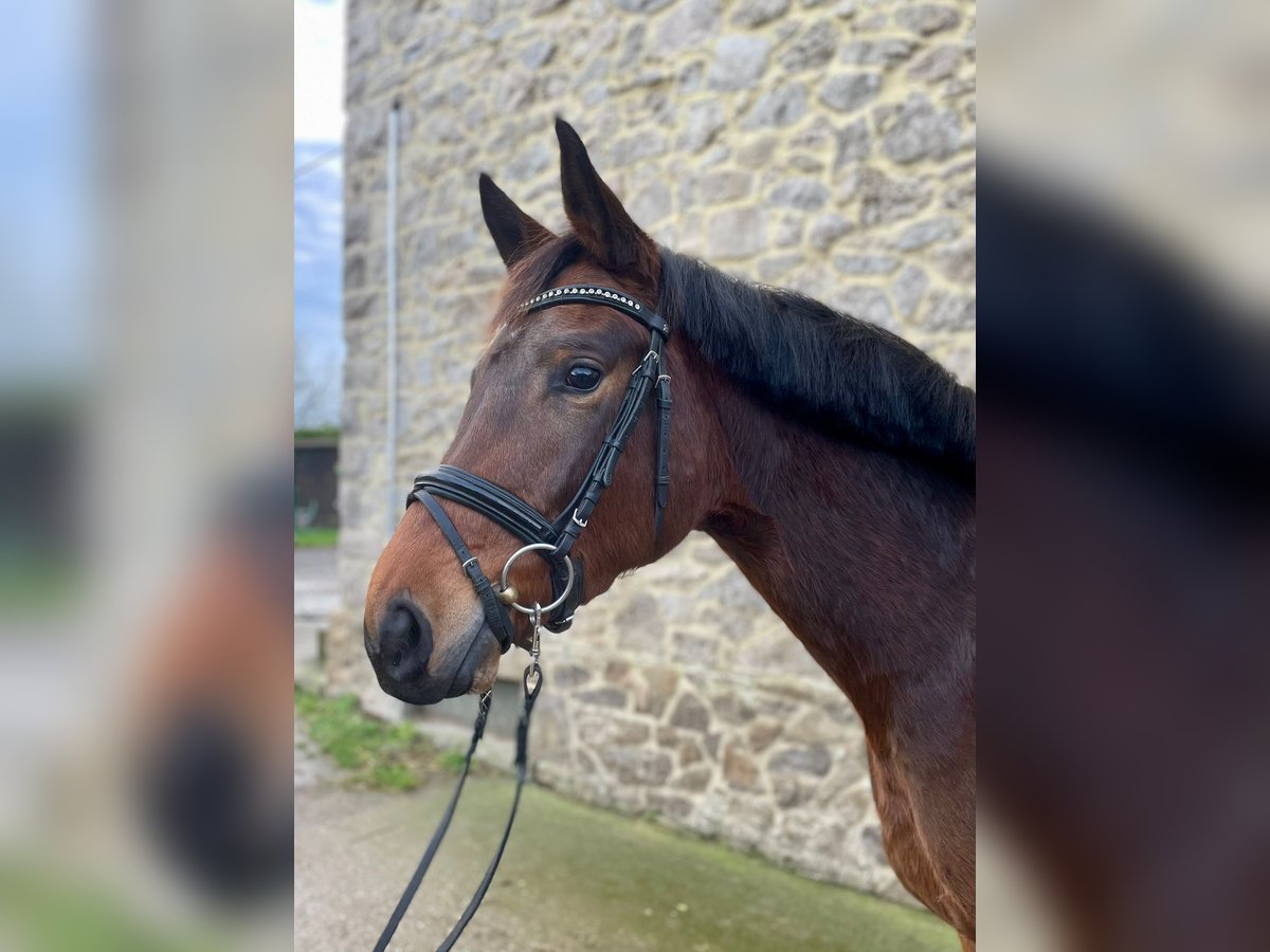 Trakehner Yegua 4 años 164 cm Castaño in Langenfeld