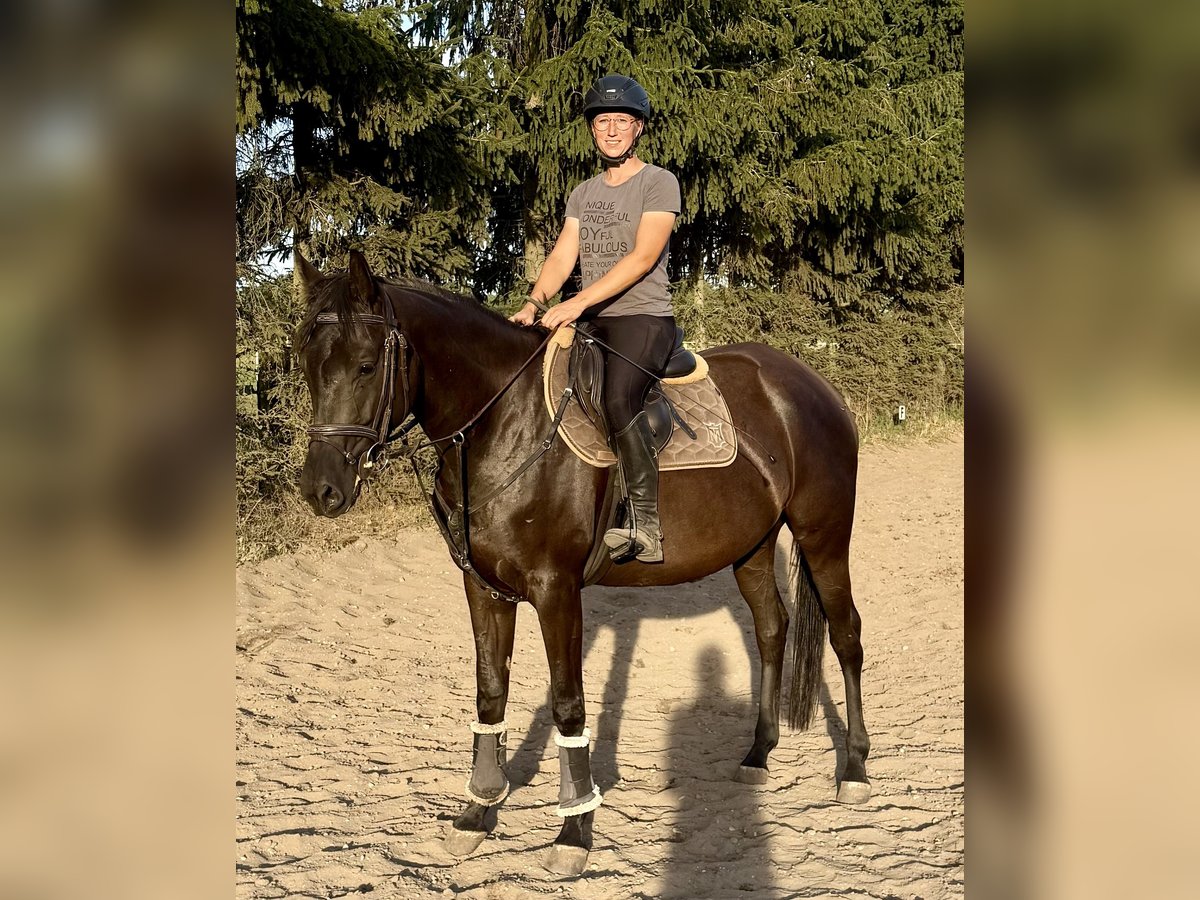 Trakehner Yegua 4 años 165 cm Negro in Lutherstadt Wittenberg