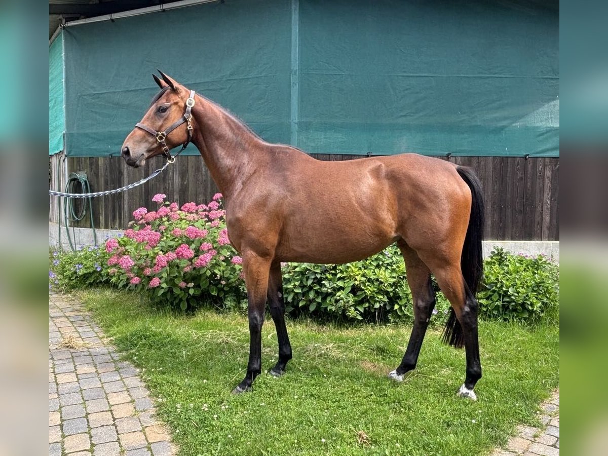 Trakehner Yegua 4 años 169 cm Castaño in Walsrode