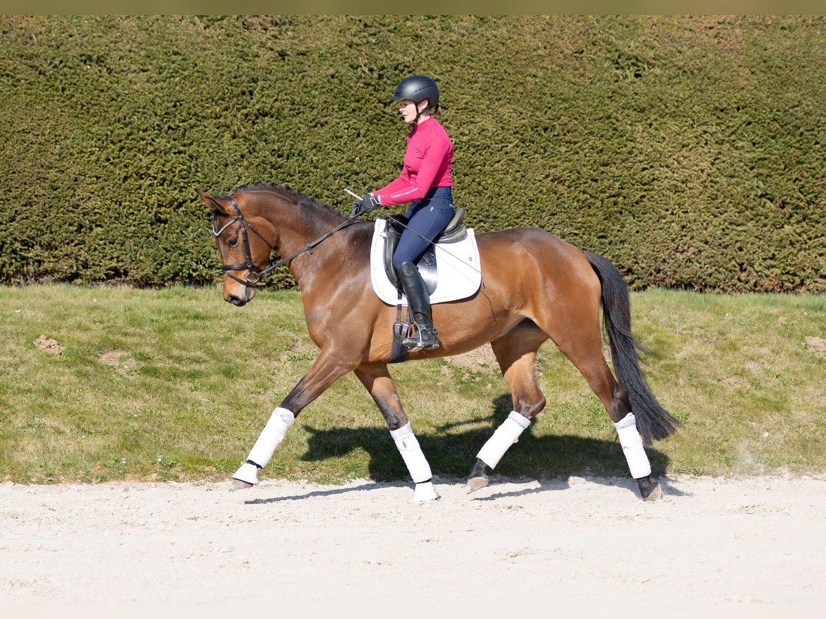 Trakehner Yegua 4 años 171 cm in Wolfhagen