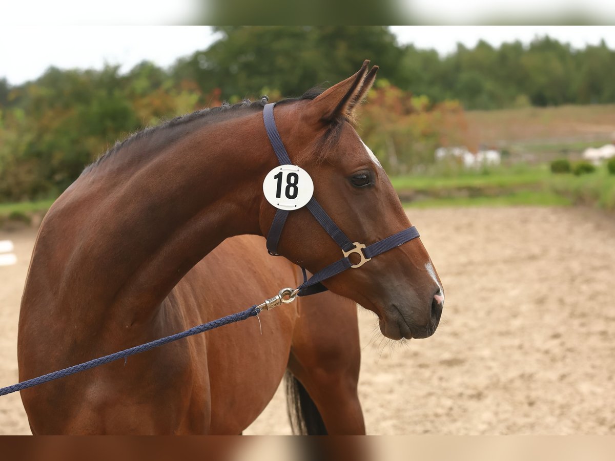 Trakehner Yegua 4 años Castaño oscuro in Walsrode