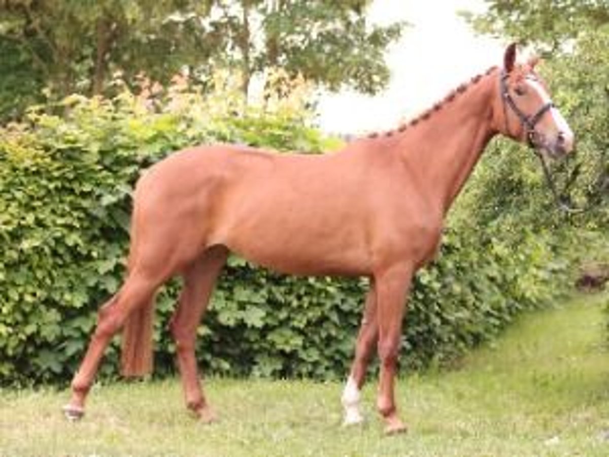 Trakehner Yegua 5 años 164 cm Alazán in WeberstedtKirchheilingen