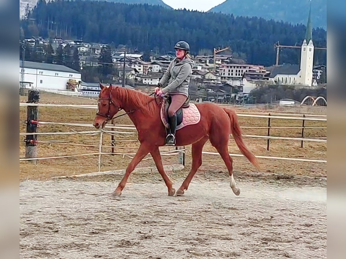 Trakehner Yegua 6 años 160 cm Alazán in Kirchbichl