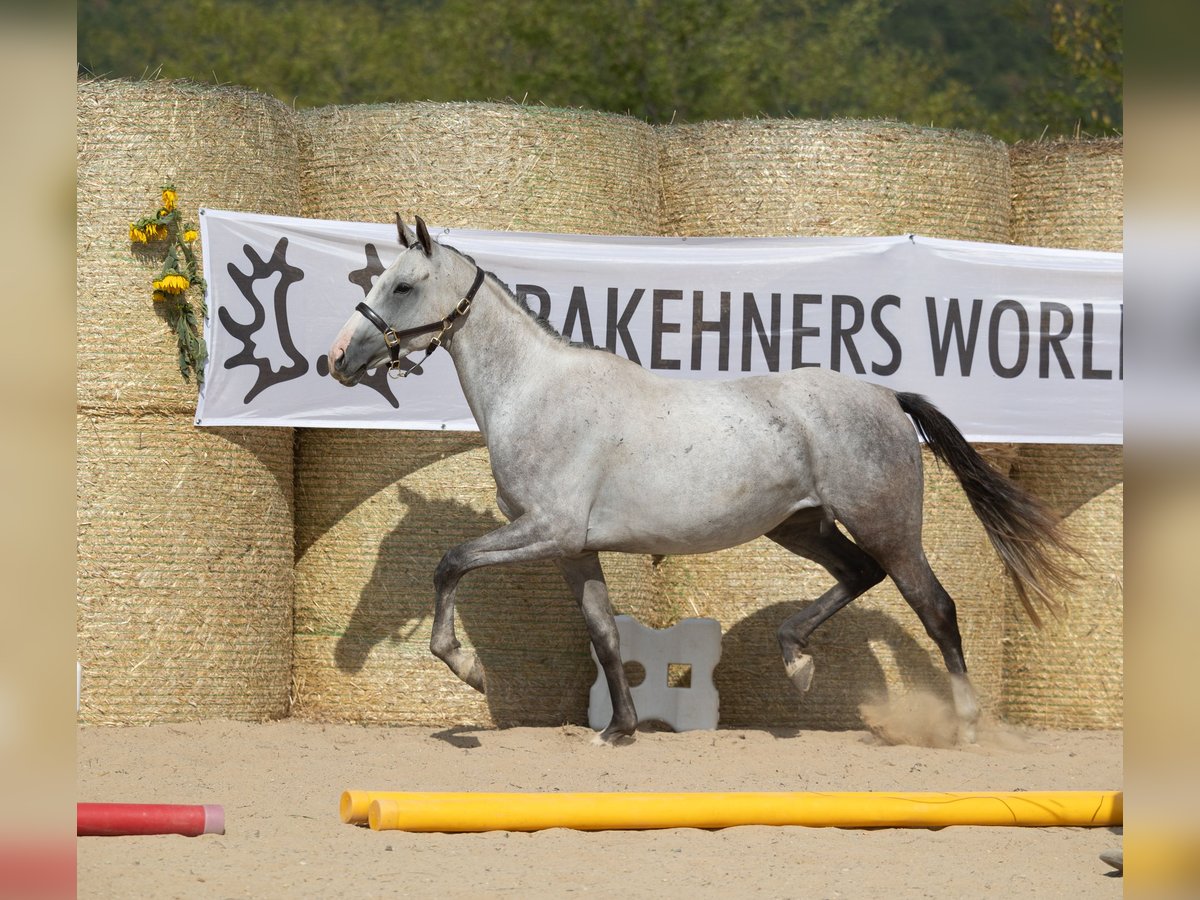 Trakehner Yegua 6 años 160 cm Tordo in Aytos