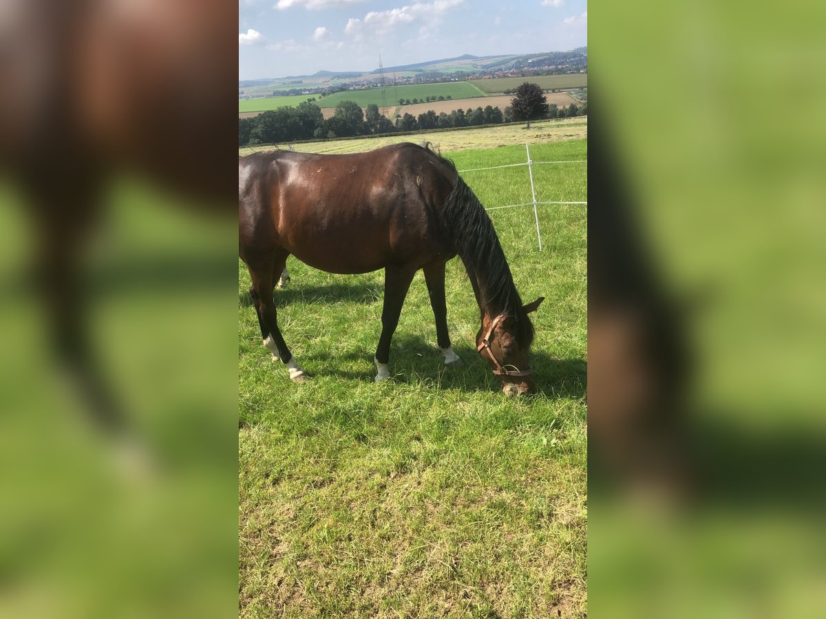 Trakehner Yegua 7 años 163 cm Castaño oscuro in SendenhorstSendenhorst