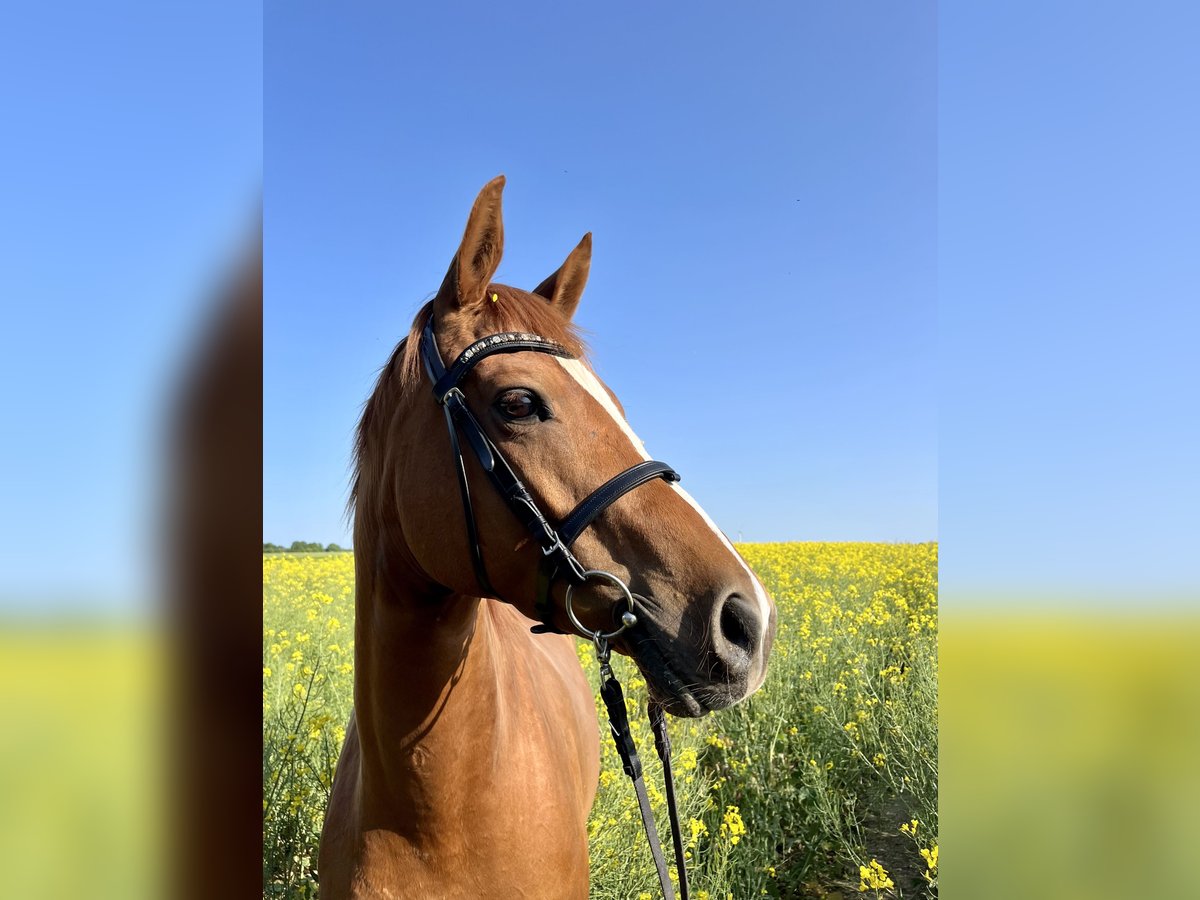 Trakehner Yegua 7 años 164 cm Alazán in Großharthau