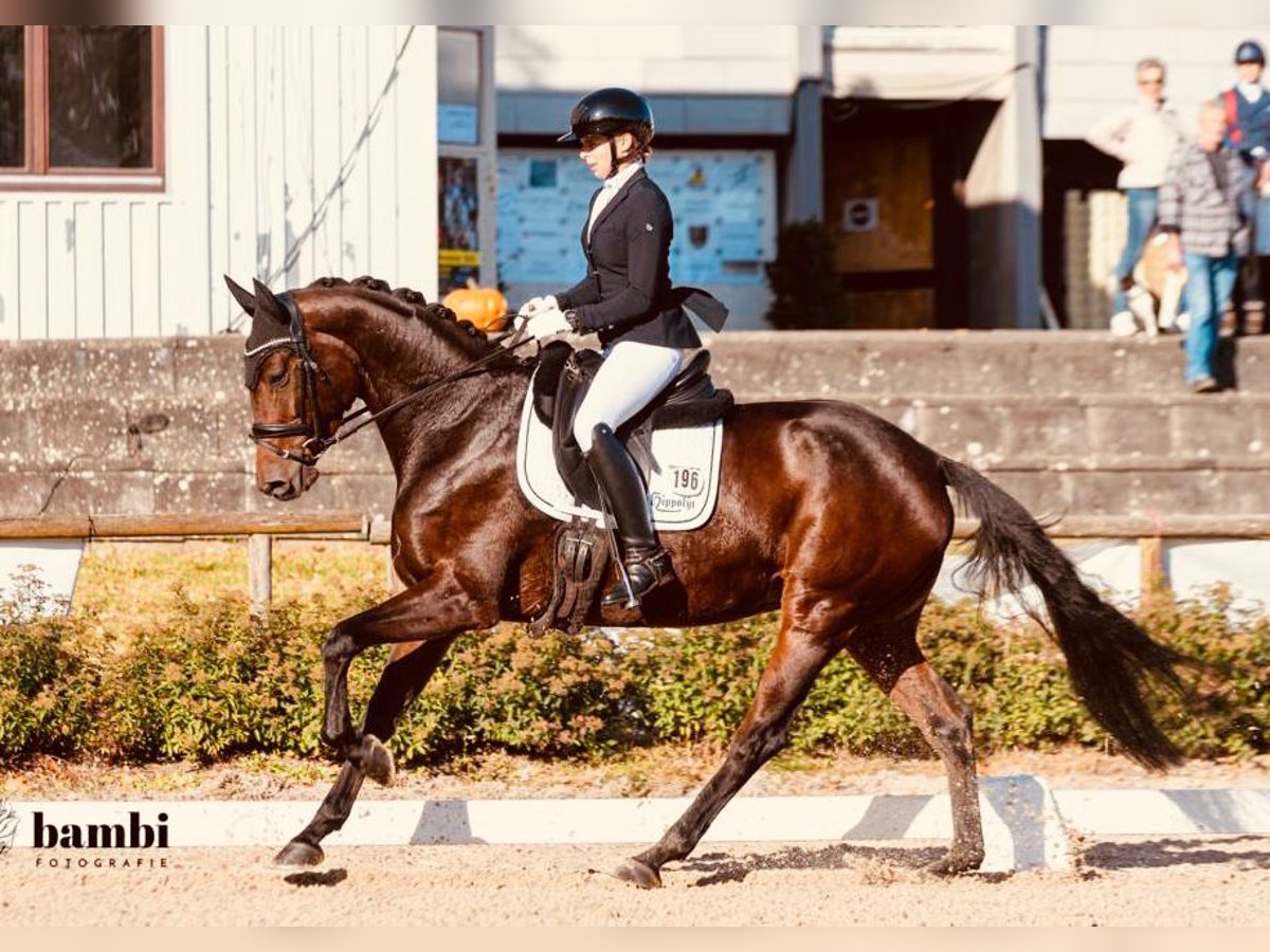 Trakehner Yegua 7 años 167 cm Castaño in Fronreute