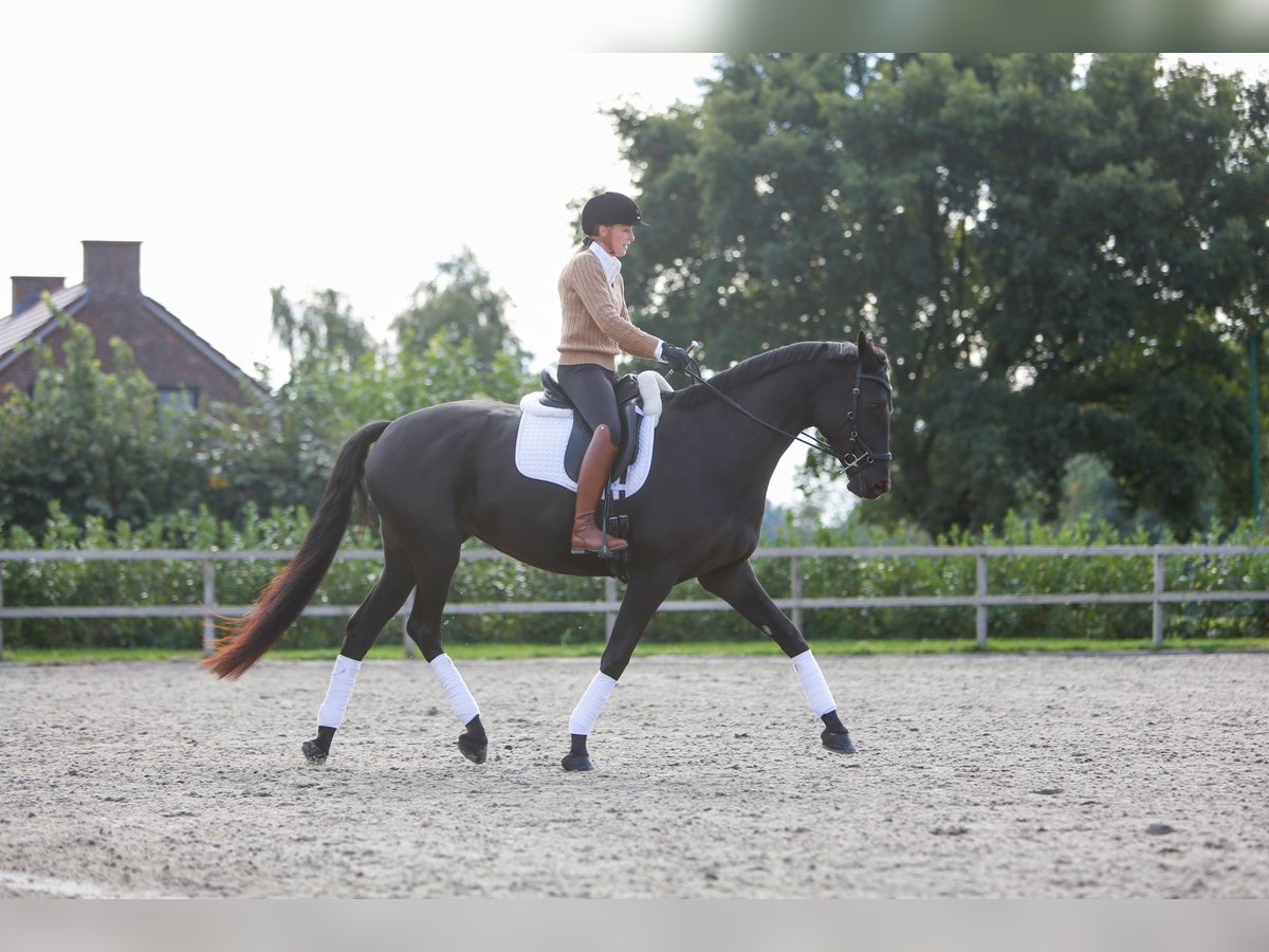 Trakehner Yegua 7 años 170 cm Negro in Overloon