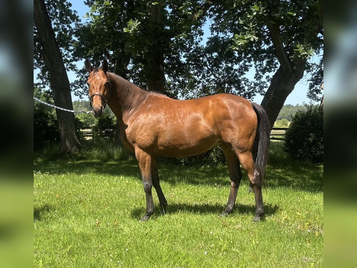 Trakehner Yegua 9 años 166 cm Castaño in Walsrode