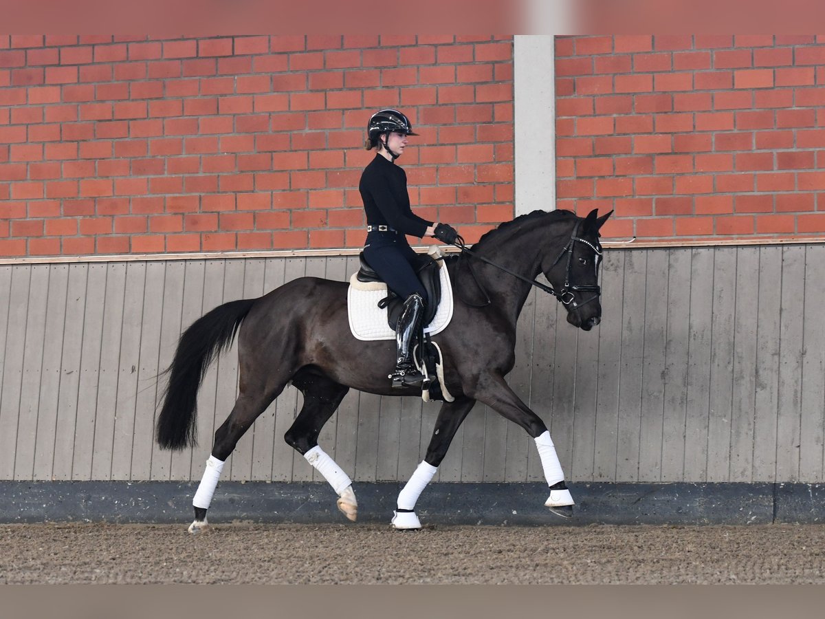 Trakehner Yegua 9 años 166 cm Negro in Brodersdorf