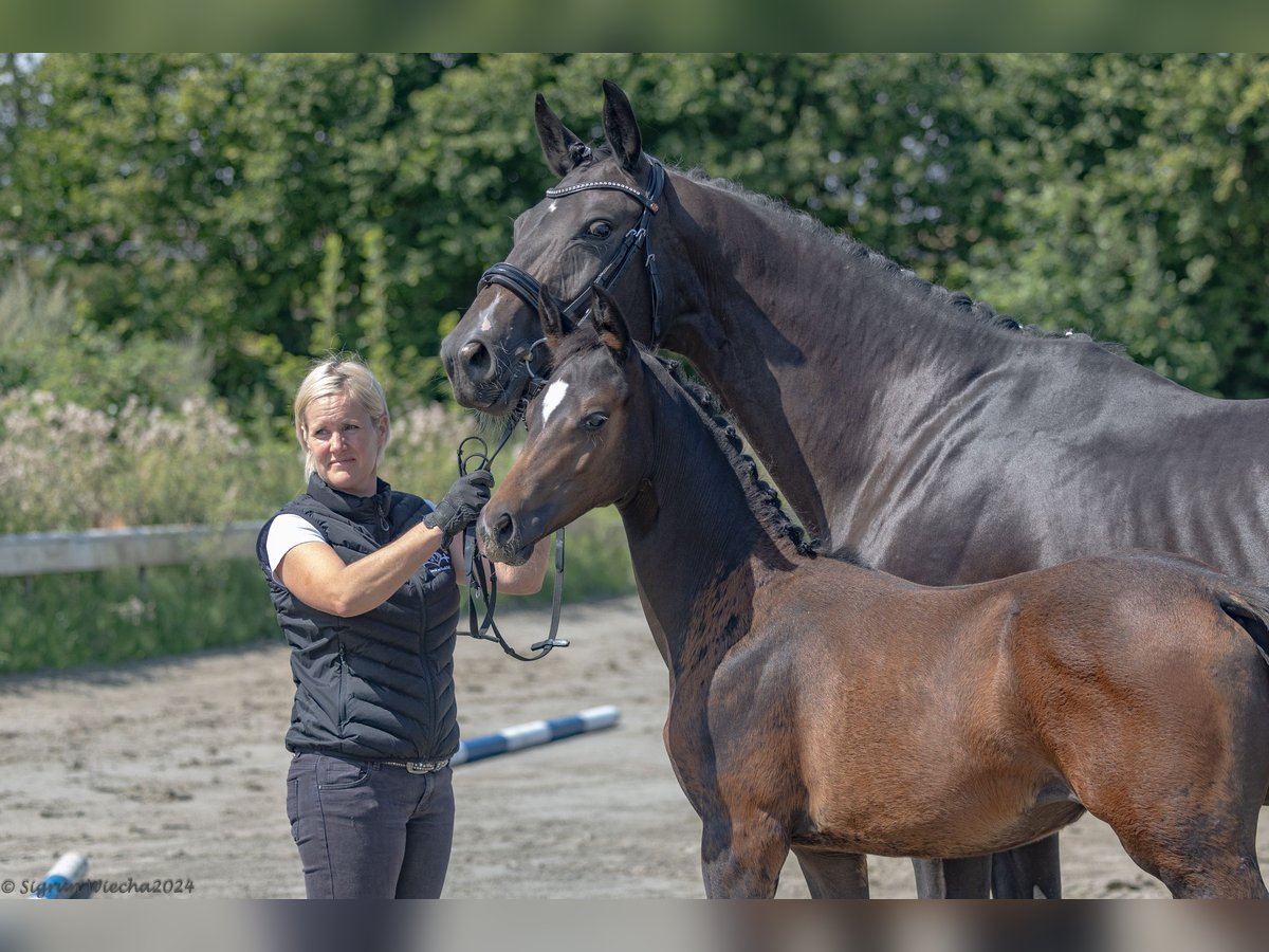 Trakehner Yegua Potro (04/2024) 168 cm Castaño in Scharbeutz