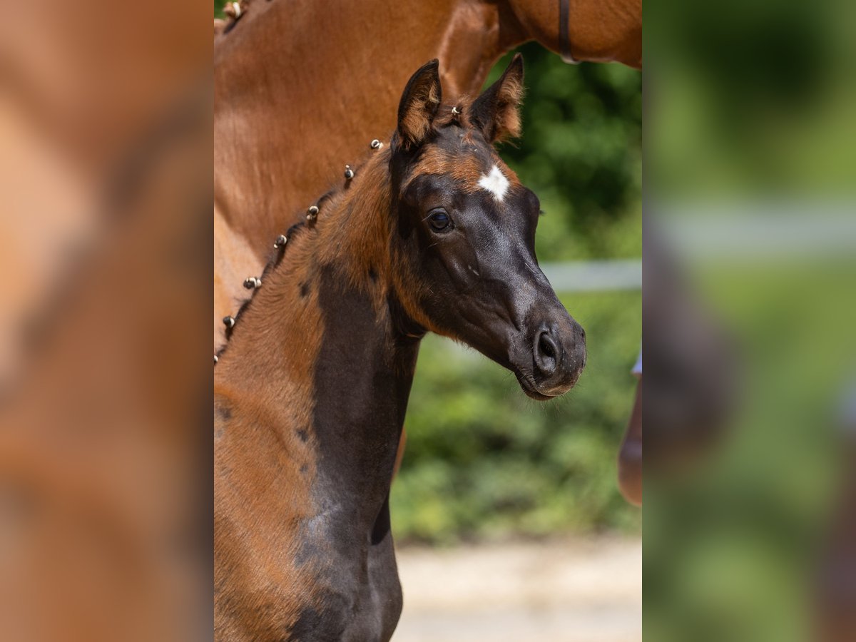 Trakehner Yegua Potro (03/2025) 170 cm Alazán-tostado in Kre&#xDF;berg