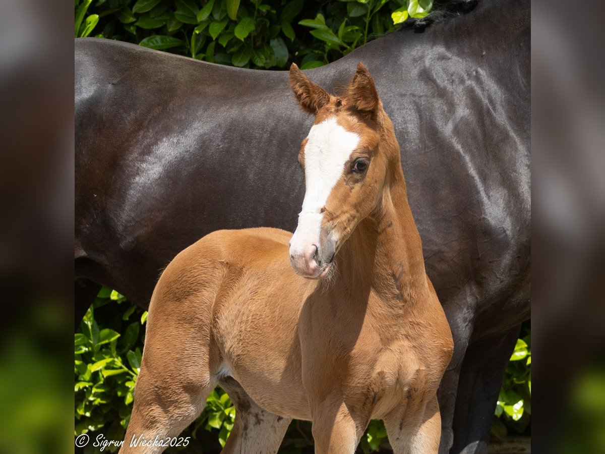 Trakehner Yegua Potro (04/2025) Alazán in Peissen