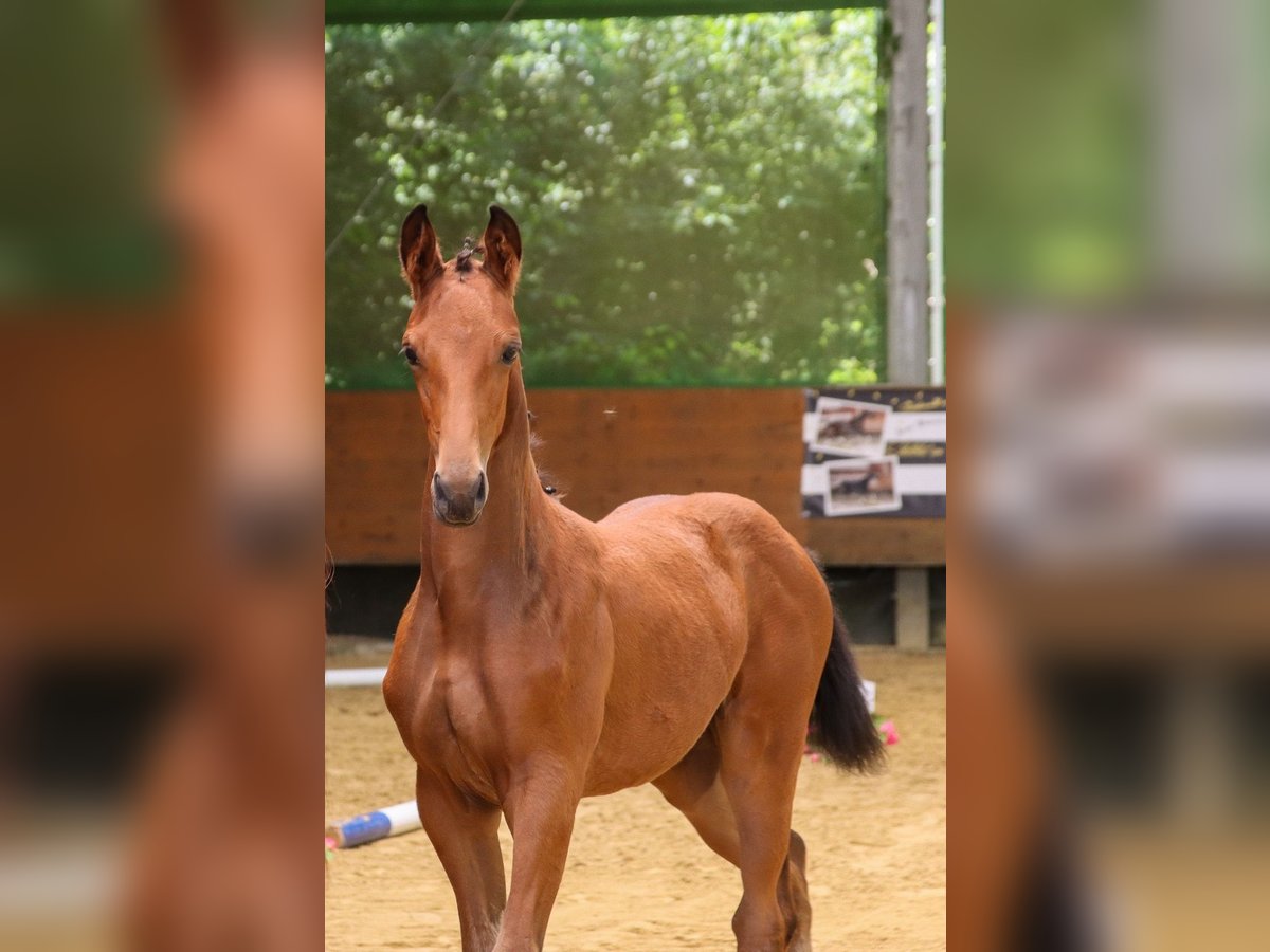 Trakehner Yegua  Castaño in N&#xFC;mbrecht